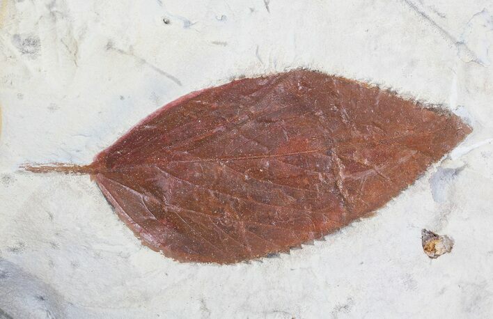 Detailed Fossil Hackberry Leaf - Montana #71499